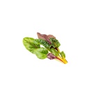 Baby Swiss Chard Flame [ 100g ]