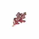 Baby Red Mustard [ 100g ]
