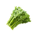 Shungiku Sushi Greens [ 100g ]