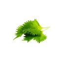 Shiso Leaves [ 100g ] 