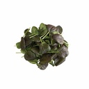 Tatsoi Red Leaf [ 125g ]