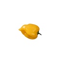 Yellow Habanero [ 100g ]