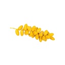 Munda Barhi Dates [ 500g ]